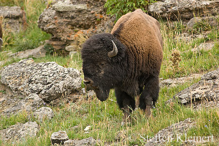 012 Amerikanischer Bison - Buffalo